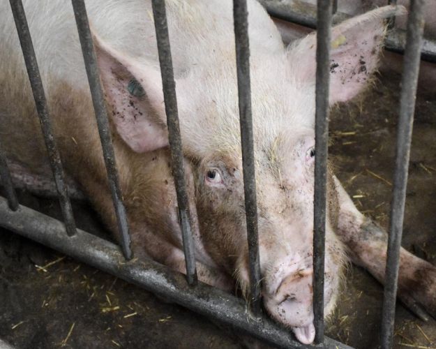 Fiksering af soen er en af de fire ting, som borgerforslaget skal gøre op med. Foto: Cathrine Cocks/Dyrenes Beskyttelse