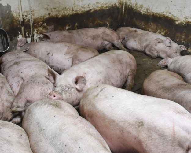 I gennemsnit bruges der 8,3 sekunder pr. svin til slagt om dagen. Foto: Cathrine Cocks/Dyrenes Beskyttelse