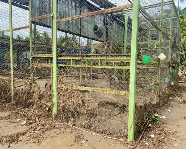 abe sidder i bur, der er blevet oversvømmet 