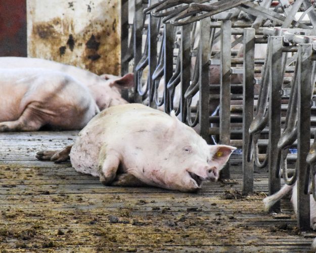 Dyrevelfærdsloven bliver på en lang række områder ikke overholdt i den industrielle svineproduktion. Foto: Dyrenes Beskyttelse