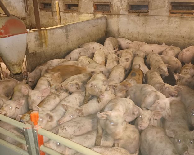 De mange millioner af grise i dansk svineproduktion får så meget antibiotika, at der udgør en sundhedsrisiko for mennesker. Foto: Fødevarestyrelsen