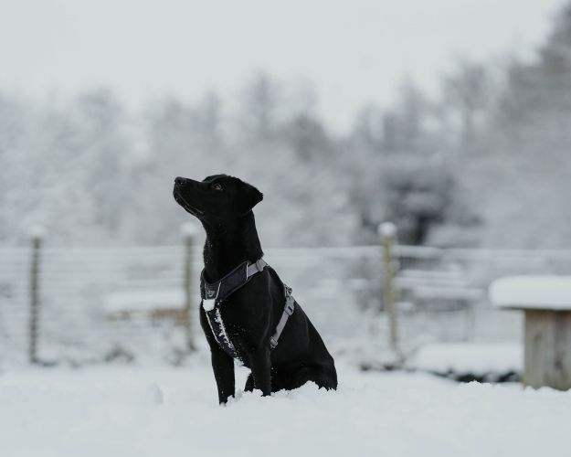 En stor sort hund sidder i sneen