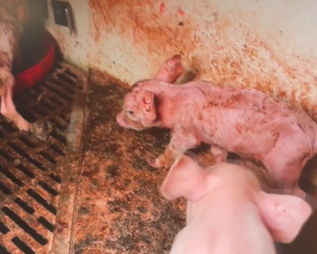 Billeder fra formanden for Danske Svineproducenters stald. Screendump: TV2