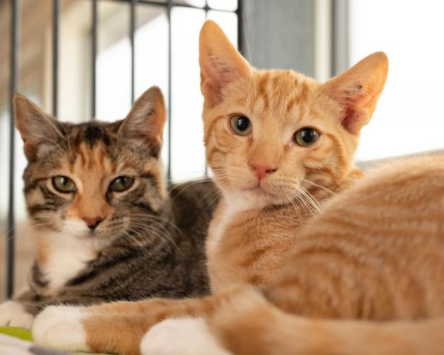 To katte ligger ved siden af hinanden