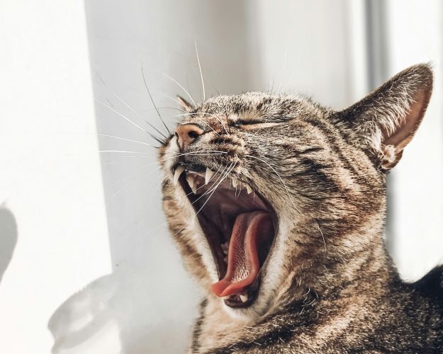 Kat med munden på vidt gab
