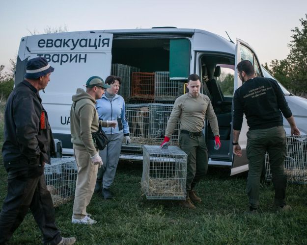 Fem mennesker er ved at laste nogle bure med dyr ind i en hvid varevogn.