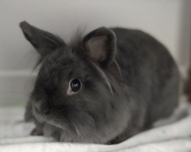 Gråsort kanin sidder på tæppe