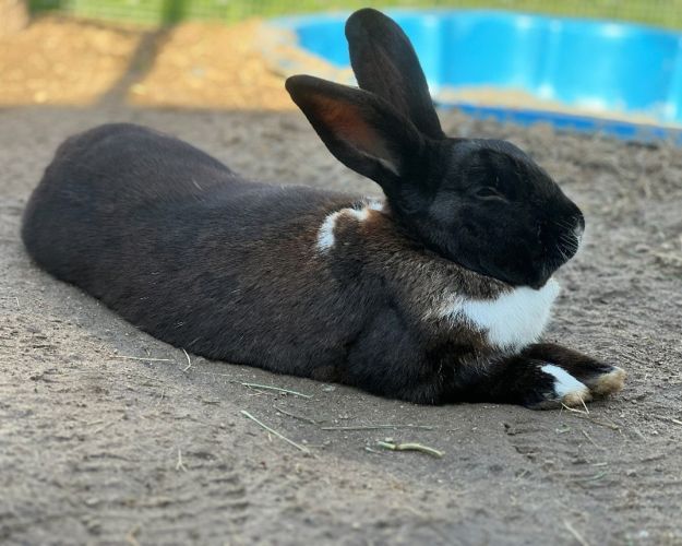 En sort kanin med en hvid plet på brystet ligger udstrakt på sandet i en indhegning. Ørerne står op, og bag den ses et lavt, blåt bassin. Underlaget er jord og sand med lidt hø.