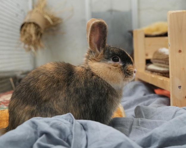 Kanin sidder afslappet med siden til og kigger roligt frem for sig.