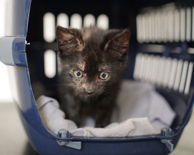 En lille killing kigger ud af en transportkasse