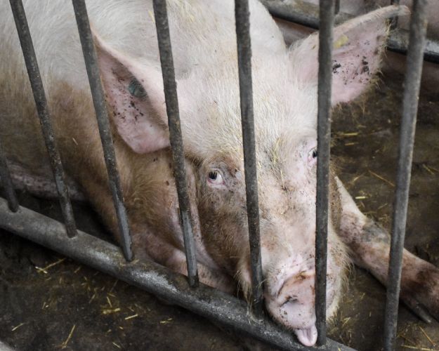Det tegner til, at grisene bliver en politisk dagsorden under folketingsvalget 2026. 