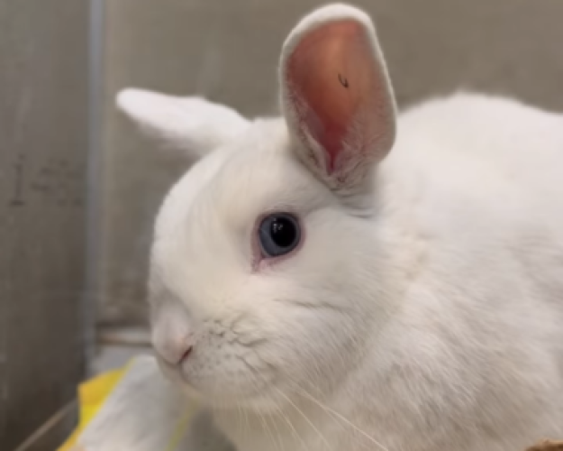 Hvid kanin med strittende ører