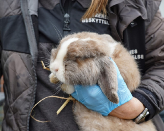 Kaninen i favnen på dyreredder