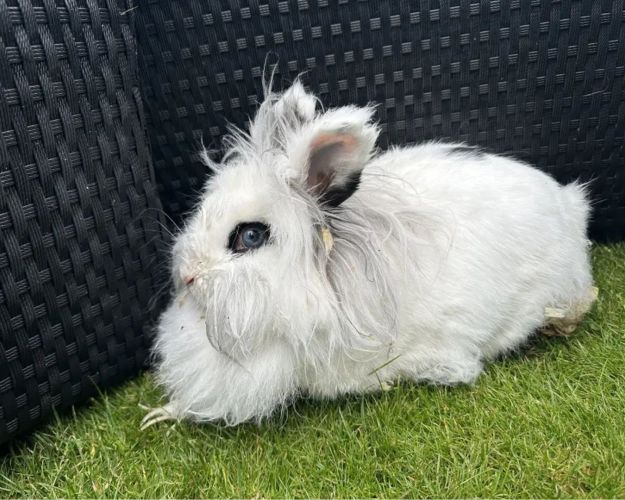 Langhåret, hvid kanin sidder i græsplæne