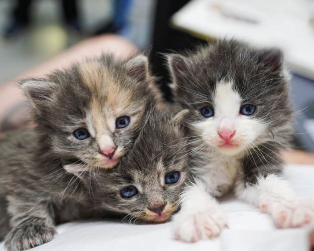 Tre killinger ligger på et tæppe og kigger i kameraet