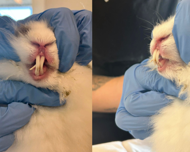 Nærbillede af en hvid kanin, der holdes af en person med handsker. Kaninens fortænder er meget lange og vokser skævt ud af munden.