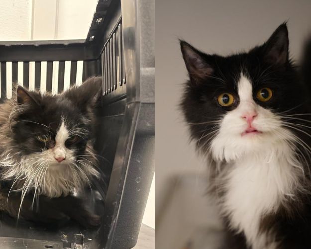 Man ser to billeder af den samme kat. På det ene billede sidder den tynd og bange i en kattekasse med filtret pels. På det andet er den livet op og ser frisk og nysgerrig ud med sund pels.