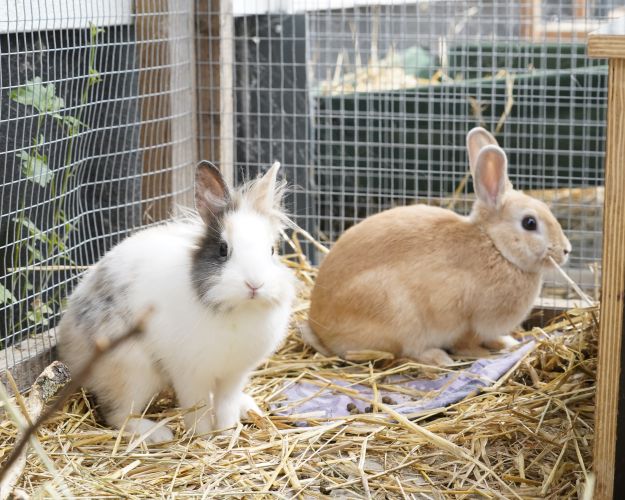 To kaniner sidder sammen i et bur på et leje af halm. Den ene er hvid med grå pletter, den anden er lysebrun.