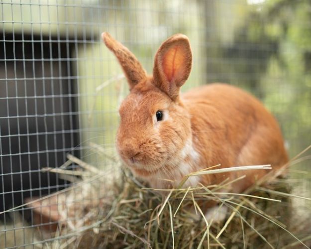 Kanin står ved skål og spiser græs