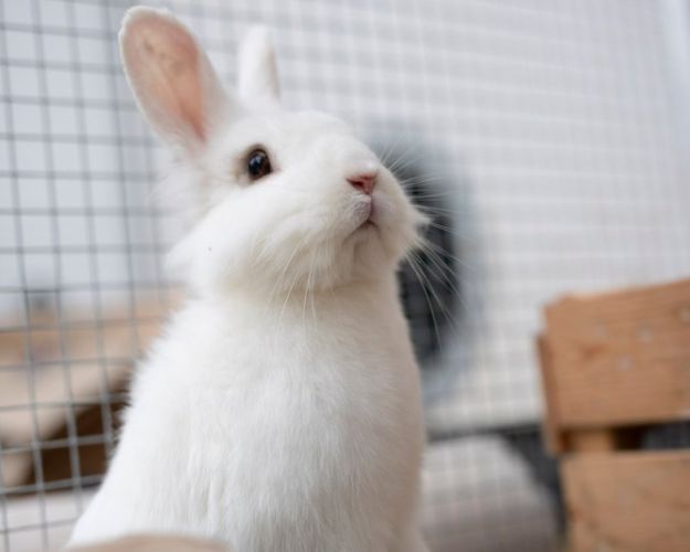 Hvid kanin