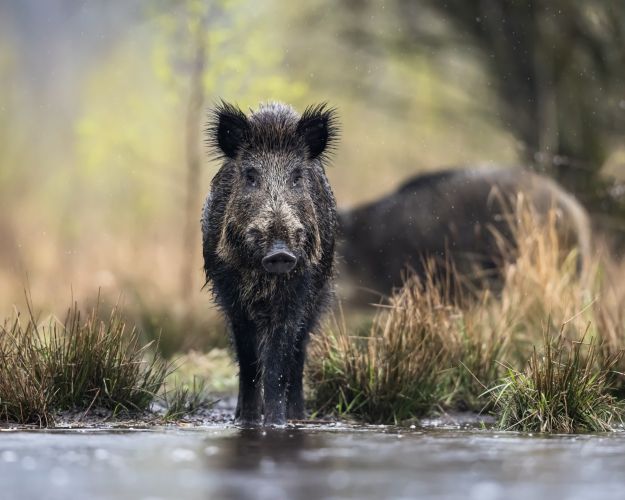 Et enkelt vildsvin går gennem lavt vand i et naturområde med siv og græs.