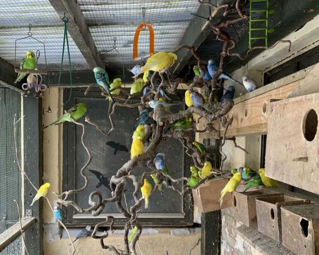 Undulaterne i volieret 