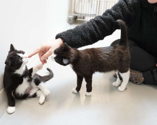 To katte, der ligner hinanden fuldstændig kæler med et menneskes hånd.