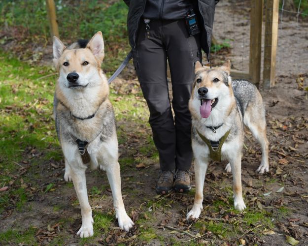 To ulvelignende hunde står i skovbunden foran en person, der holder dem i snor. 