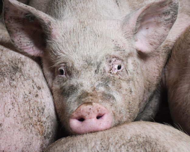 Danske grise kan få 50 procent mere plads, uden det rammer den danske økonomi. 