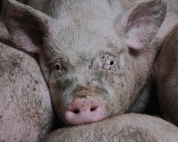 En gris kigger direkte mod kameraet i en tæt svinestald, omgivet af mange andre grise omkring sig.
