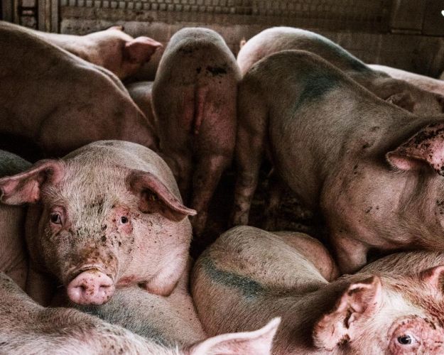 Danmark satte i 2025 rekord for eksport af levende svin.