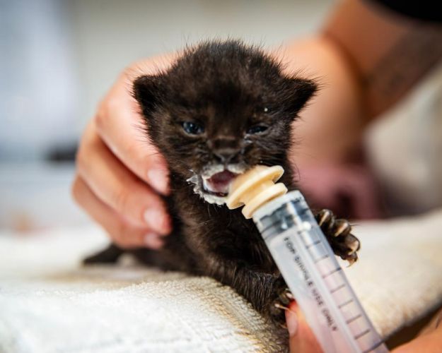 En meget lille sort killing får mælk fra en sprøjte.