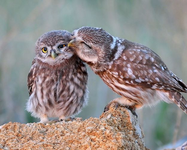 To kirkeugler gnubber kinderne mod hinanden. 