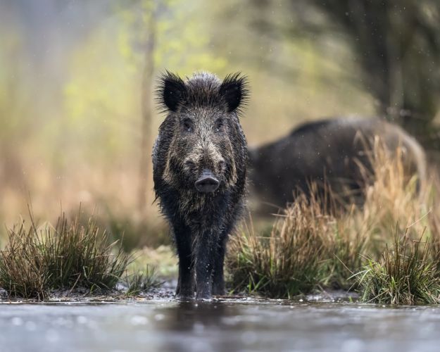 Voksent vildsvin i vådområde