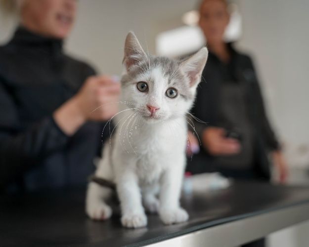 Gråhvid killing stirrer ind i kameraet, mens den bliver behandlet