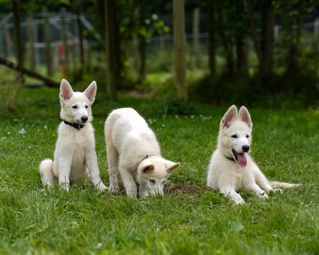 Tre hvide schæferhvalpe