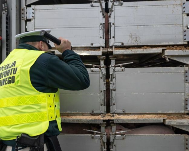 Kontrol af grisetransport