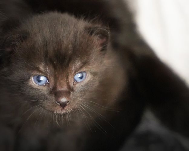 Sort killing med blå øjne