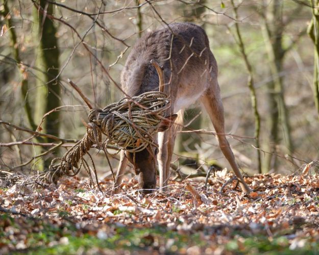 Et rådyr står i en skov med geviret fuldstændig viklet ind i et reb.