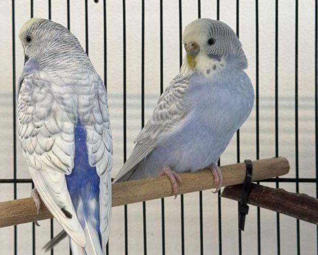 To lyseblå undulater der sidder på en pink i et fuglebur