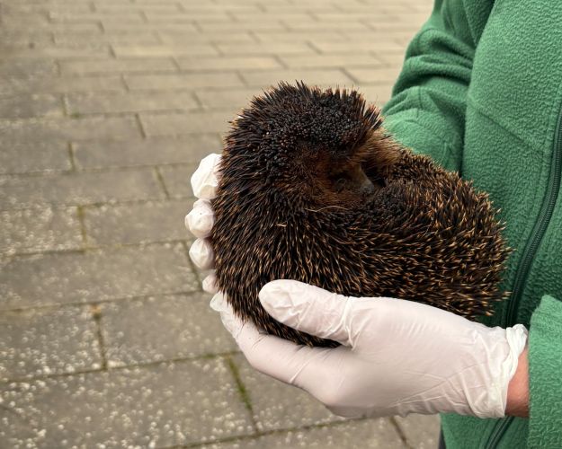 Et pindsvin med brændte pigge ligger i hænderne på en dyreredder