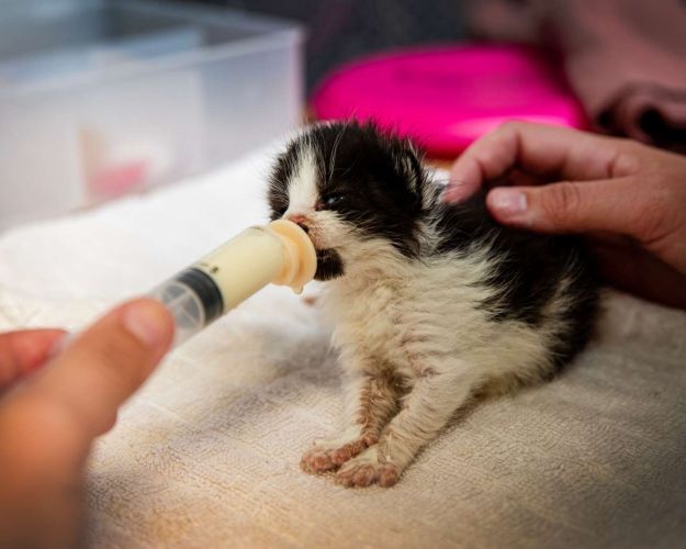 Lille sort-hvid killing bliver madet med sprøjte med modermælkserstatning.