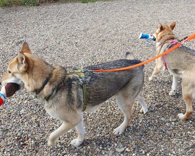 To hunde i orange snor