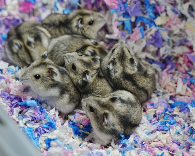 Hamsterne før de blev adskilt af internatets veterinærfaglige.