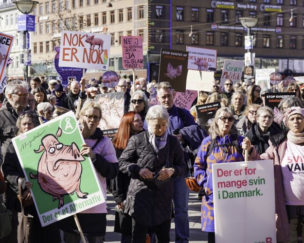 Demonstration om svin