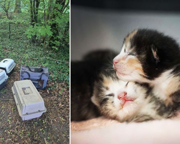 Billede af dumpede kattekasser i en skov - og et nærfoto af to killinger.