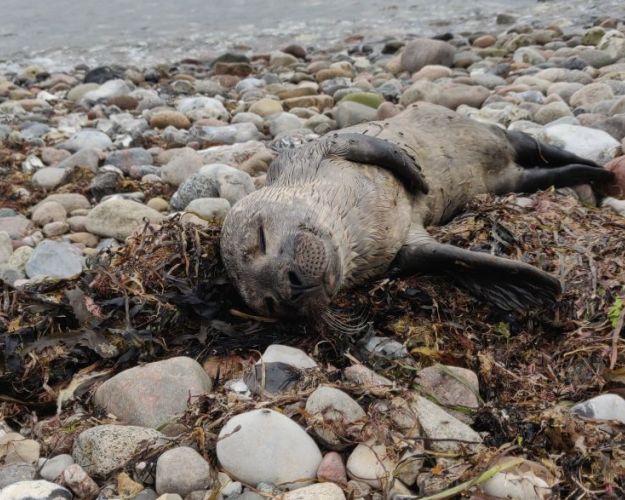 sæl på strand