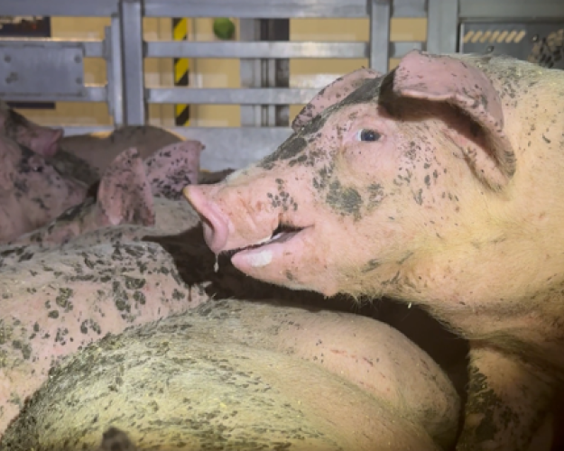 Én af de over 270.000 grise, der i sidste uge, mens der var hedebølge i Danmark, blev transporteret ud af Danmark på ladet af en lastbil. Foto: Dyrenes Beskyttelse