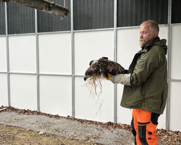 Vildtplejer holder ung havørn