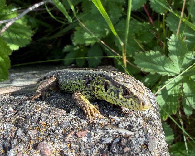 Han på en solvarm sten i skovbrynet